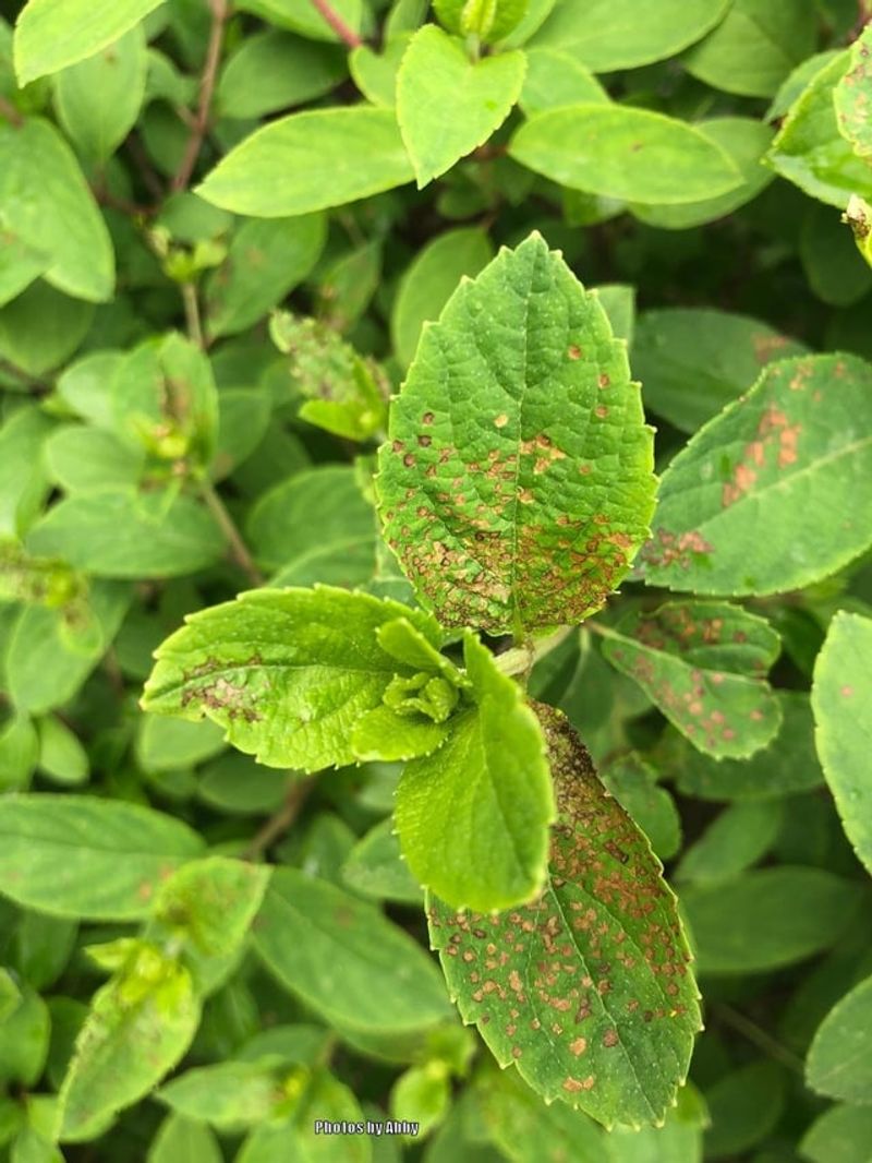 Crowded Plantings Trap Moisture Longer Than They Should Crowded Plantings Trap Moisture Longer Than They Should