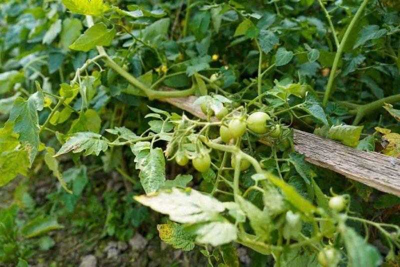 Crowded Plants Stay Damp Much Longer