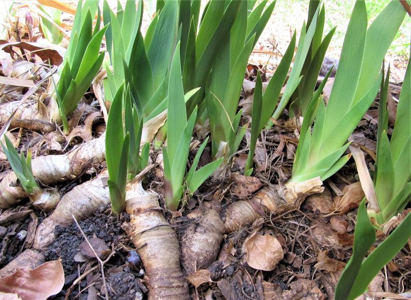 Crowded Rhizomes Can Produce Fewer Flowers