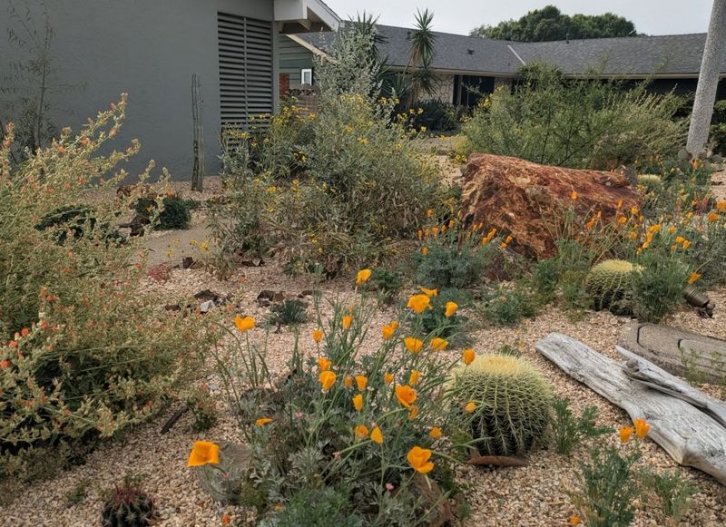 Crowded Shrubs Can Give Flames An Easier Path Crowded Shrubs Can Give Flames An Easier Path