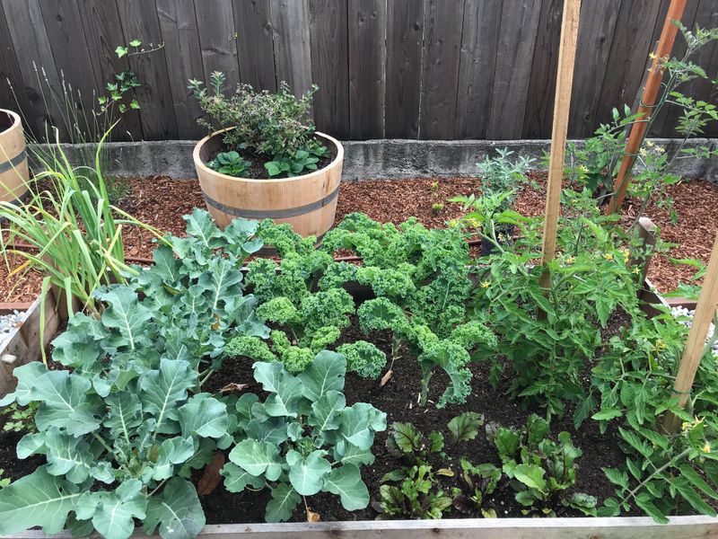 Crowded Spring Planting Sets Up Summer Trouble Crowded Spring Planting Sets Up Summer Trouble