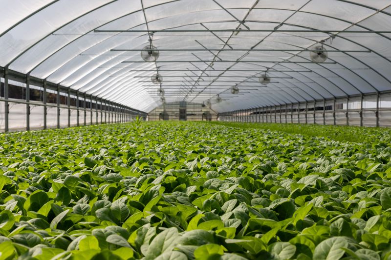 Crowding Limits Airflow Between Plants Crowding Limits Airflow Between Plants