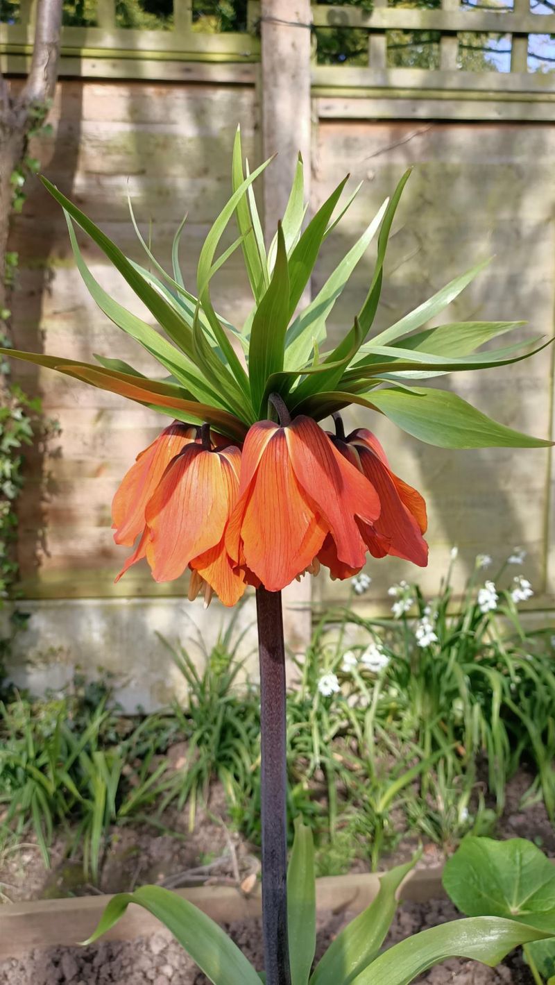 Crown Imperial