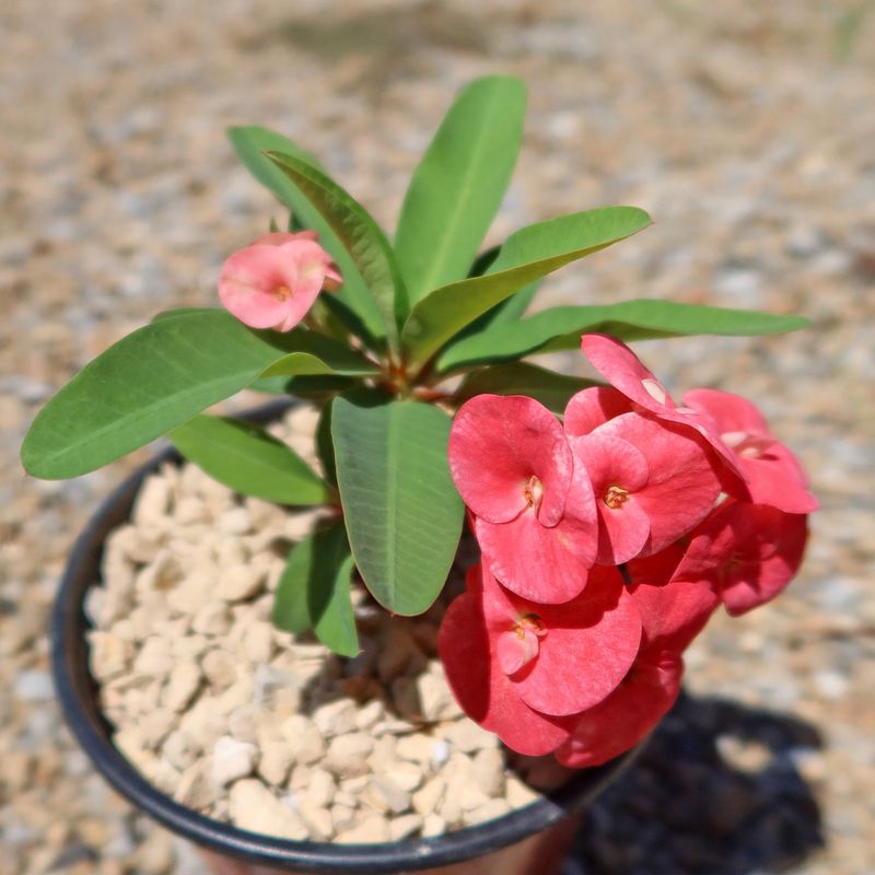 Crown Of Thorns Shrugs Off Heat With Very Little Water