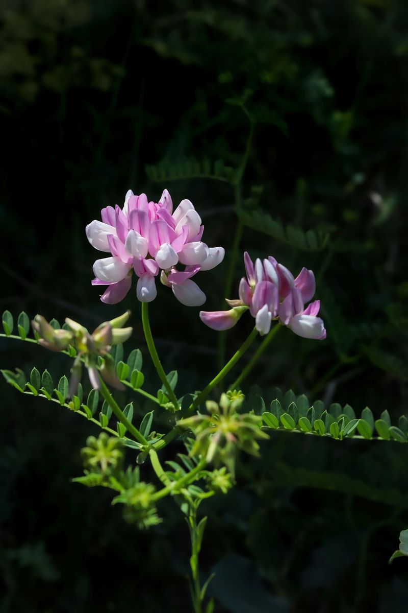 Crown Vetch Crown Vetch