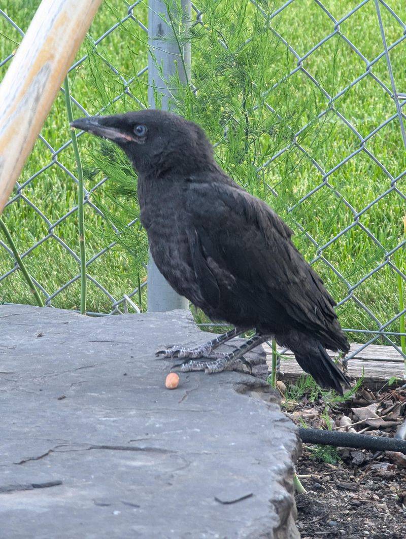 Crows Notice Pet Food And Scraps Fast