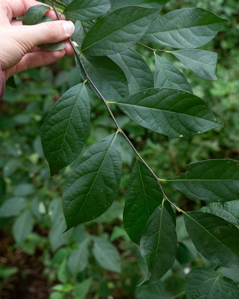 Crush A Leaf And You Will Smell The Spice