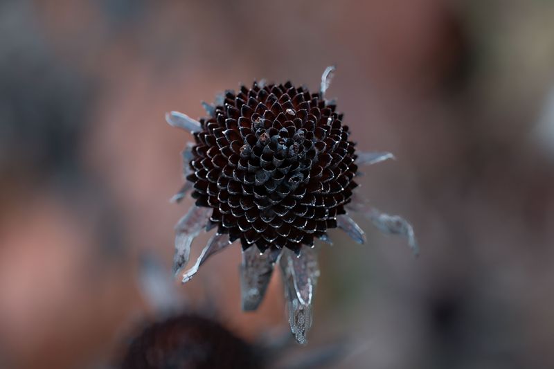Crush Dried Cones To Release Seeds