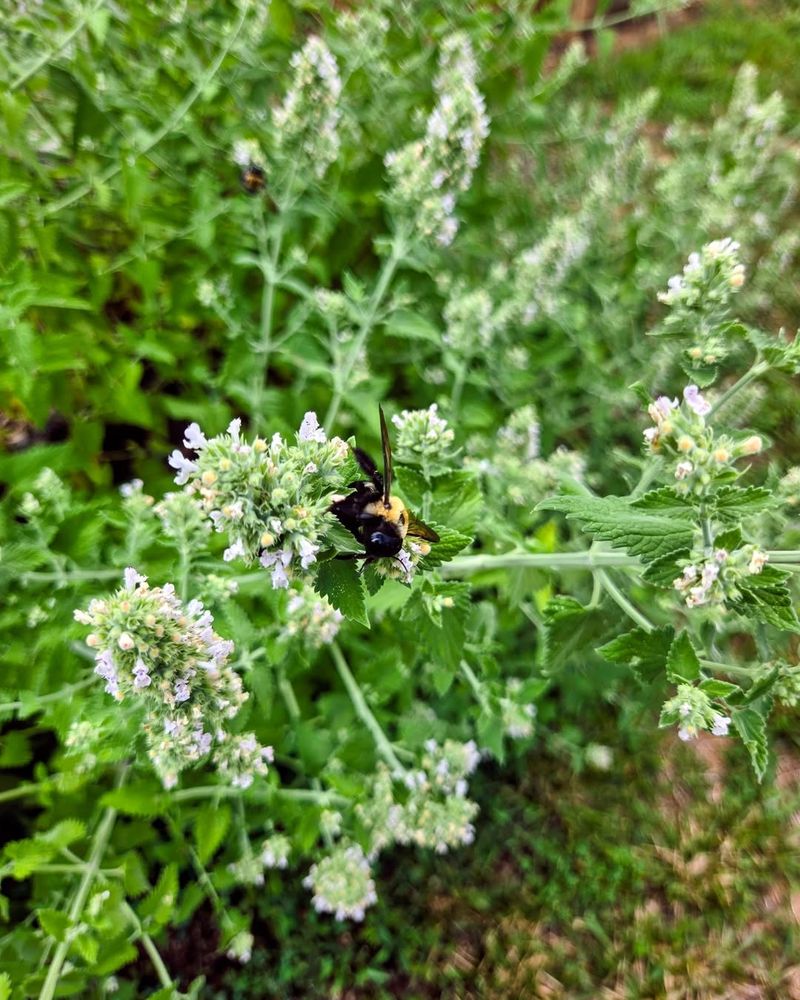 Crushed Catnip Leaves Release A Stronger Scent