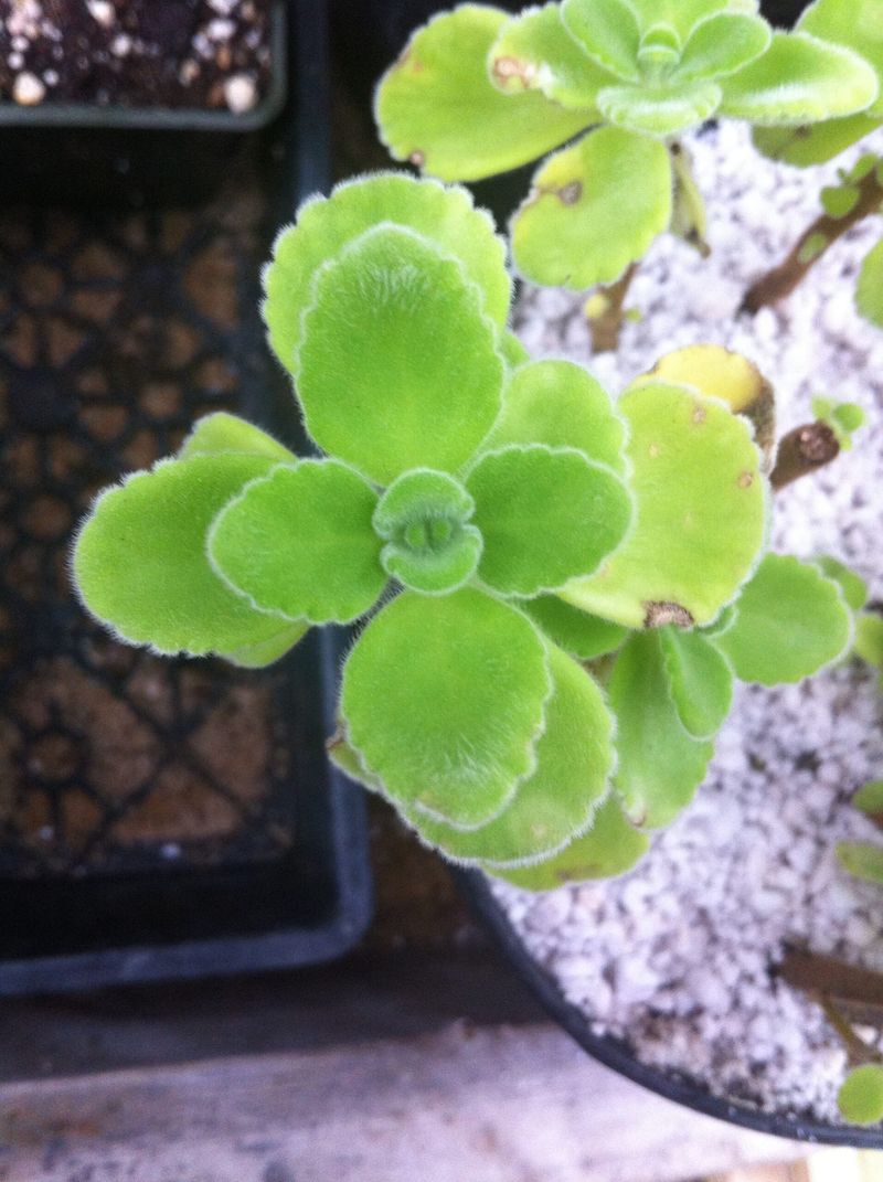 Cuban Oregano Fills Buckets Quickly Cuban Oregano Fills Buckets Quickly
