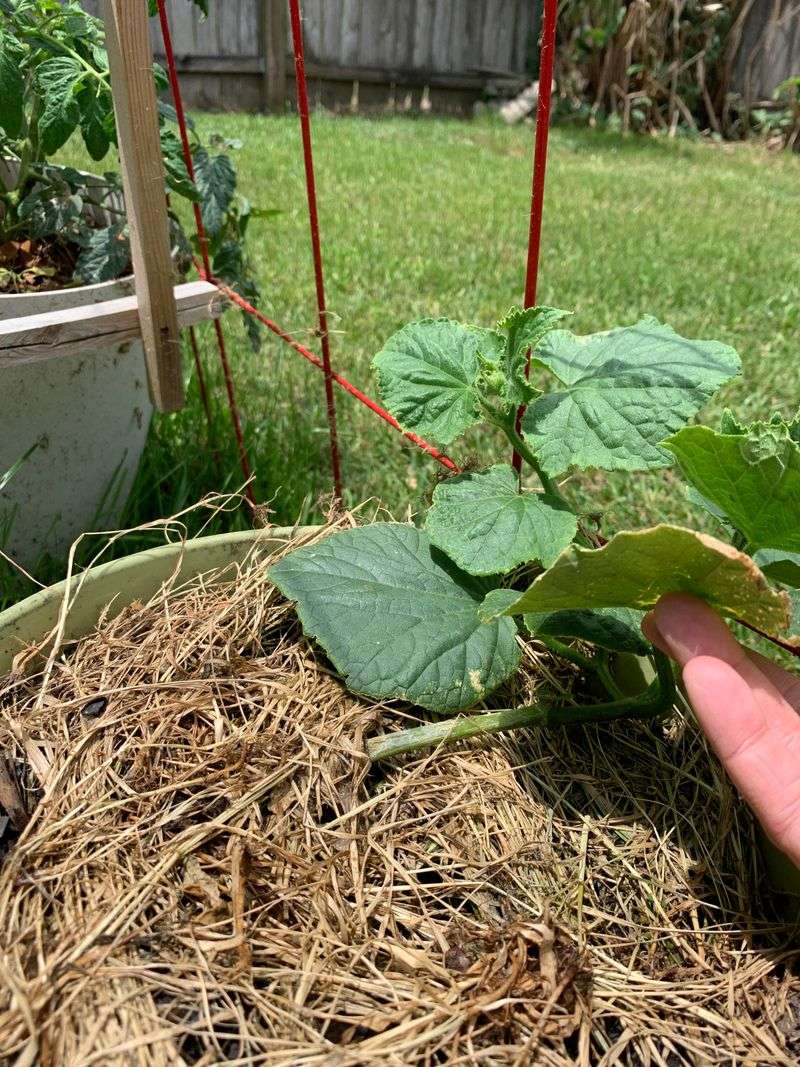 Cucumbers