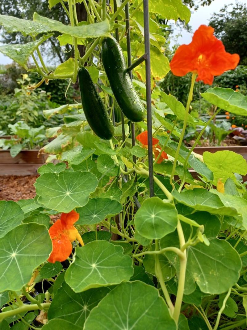 Cucumbers Make Good Use Of The Remaining Warmth