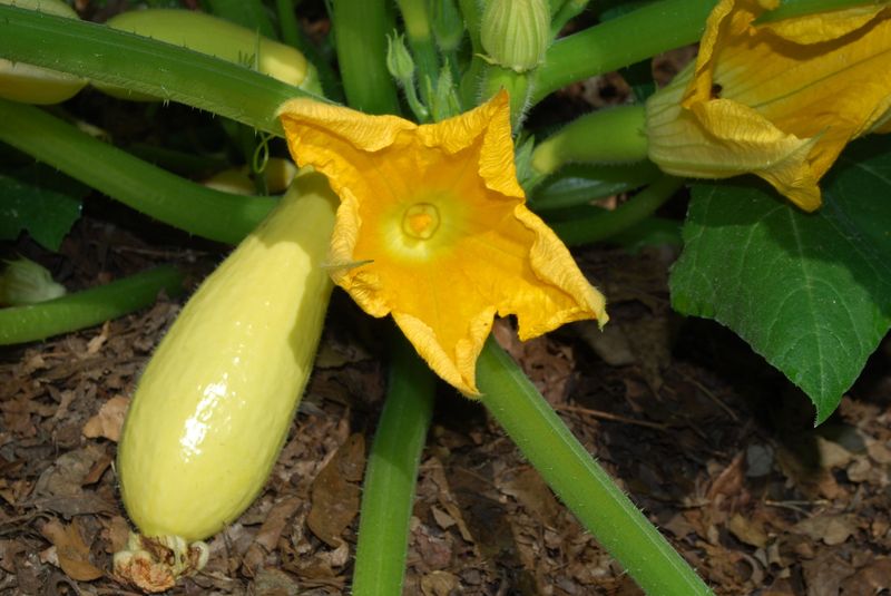 Cucumbers, Squash And Melons Need Nuance Cucumbers, Squash And Melons Need Nuance