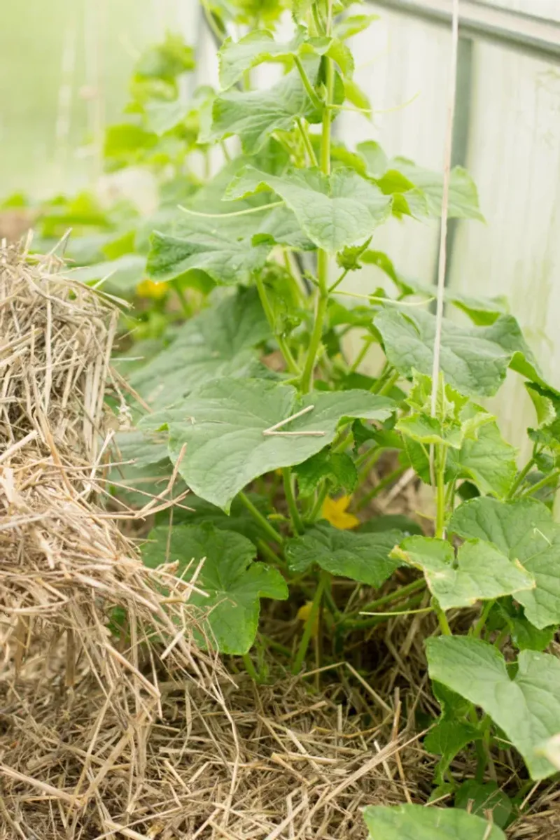 Cucumbers