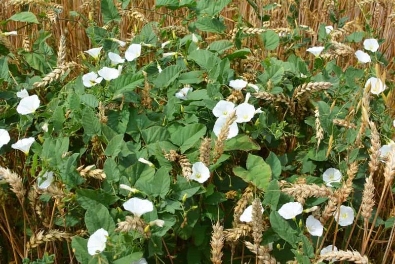 Cultivation Can Spread Root Fragments Through The Bed