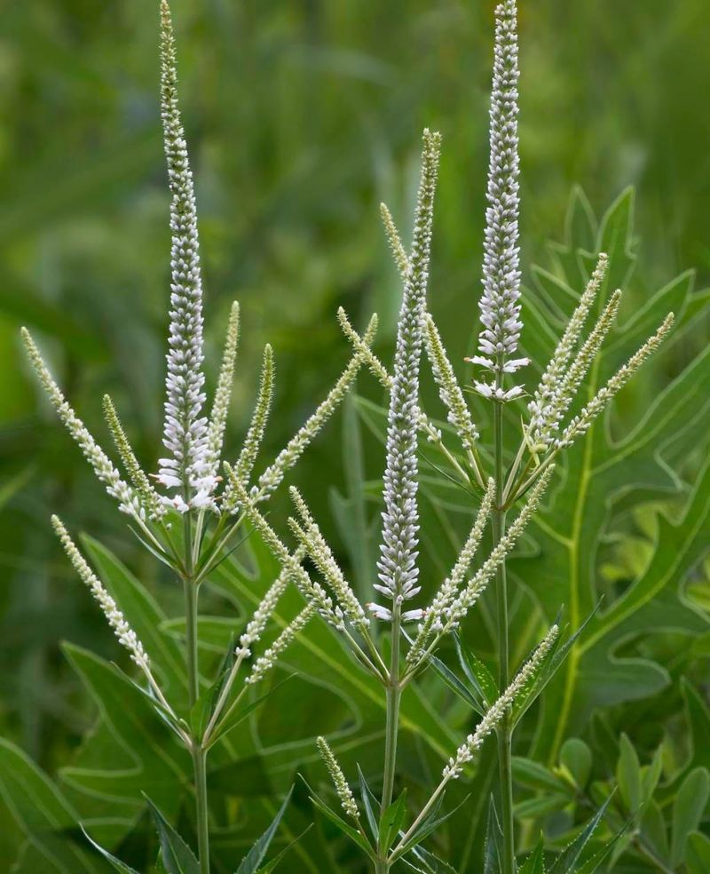 Culver's Root Is Worth The Patience Culver's Root Is Worth The Patience