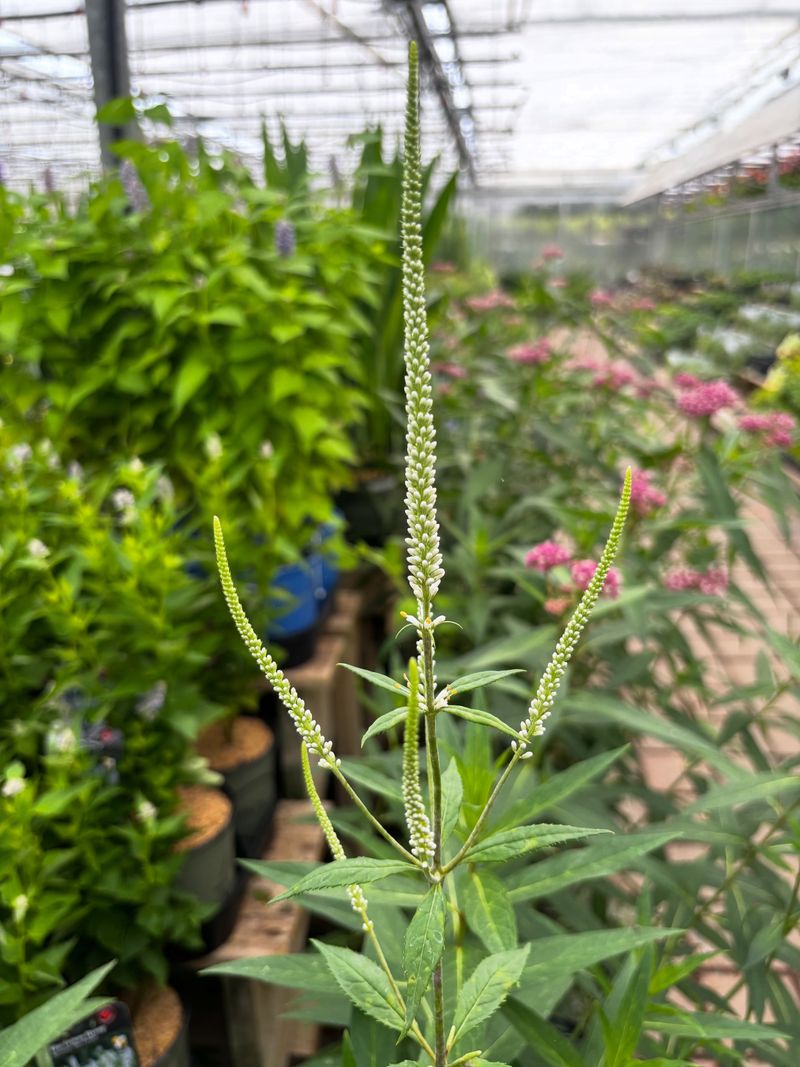 Culver's Root Stands Tall