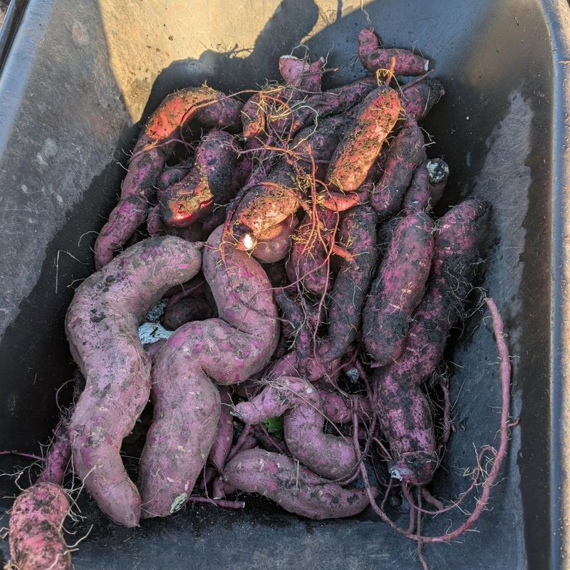 Cure The Roots After Harvest Cure The Roots After Harvest