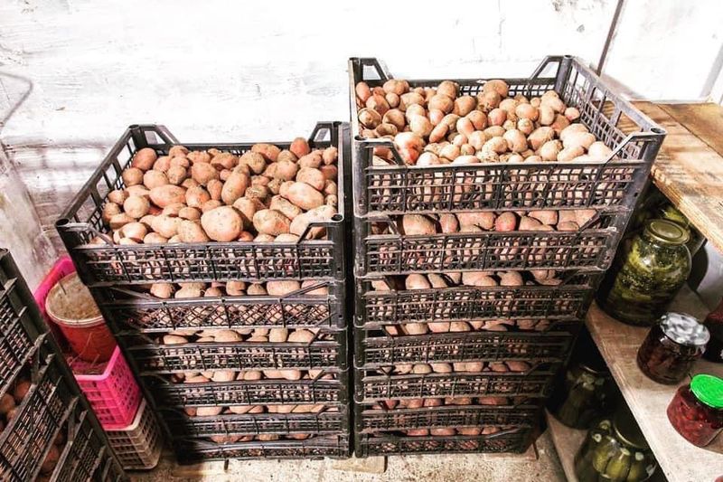 Curing And Storing Potatoes, Carrots, And Cabbage For Winter Curing And Storing Potatoes, Carrots, And Cabbage For Winter