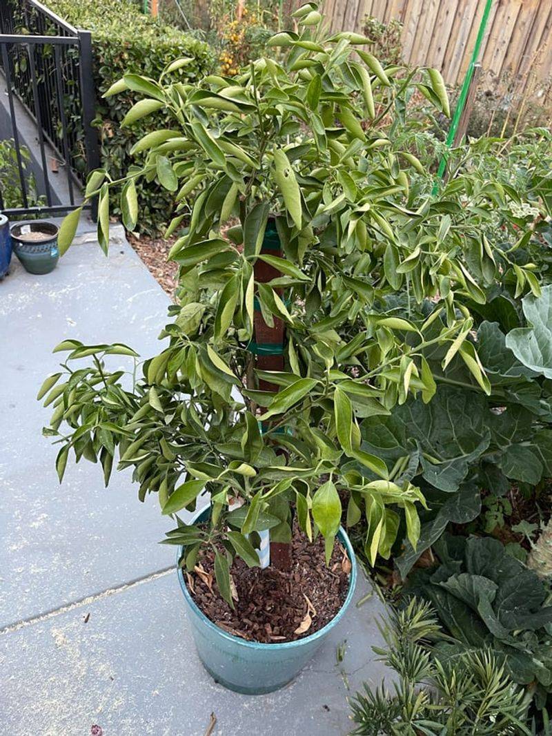 Curling Leaves And Rapid Container Drying Need Fast Attention Curling Leaves And Rapid Container Drying Need Fast Attention
