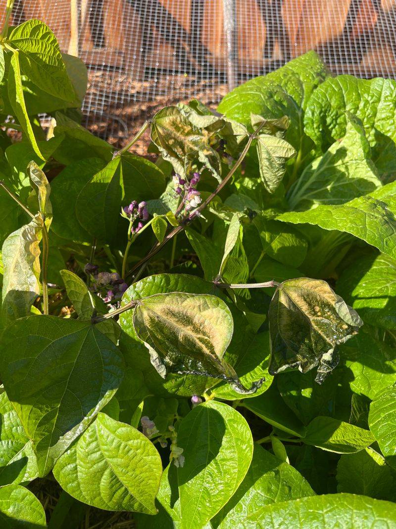 Curling Leaves Can Appear Early Curling Leaves Can Appear Early