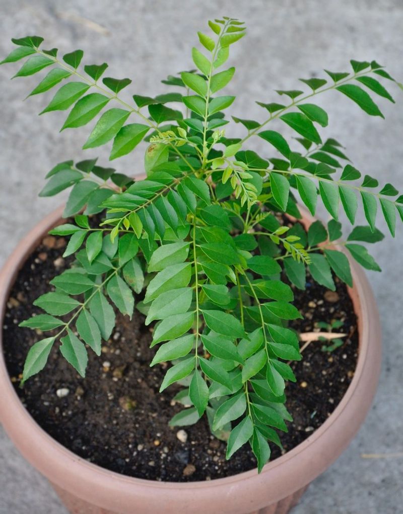 Curry Leaf Flourishes In Hot Weather Curry Leaf Flourishes In Hot Weather