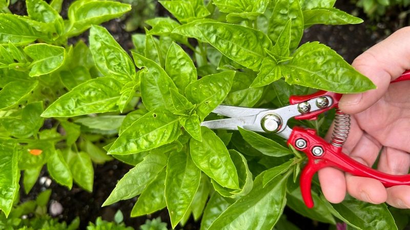 Cut Above A Leaf Node For Double Growth