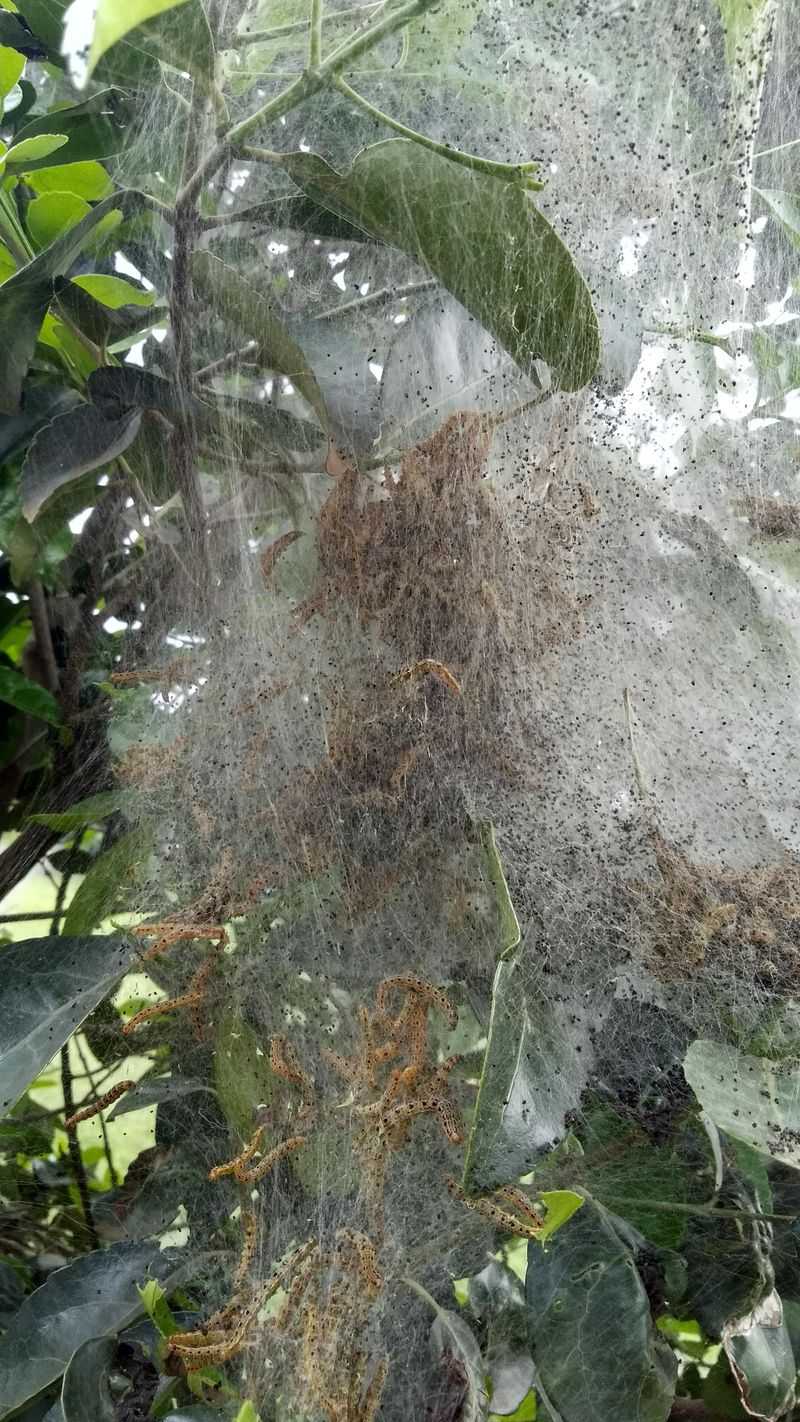 Cut Away Only The Webworm Nests You Can Reach Cut Away Only The Webworm Nests You Can Reach