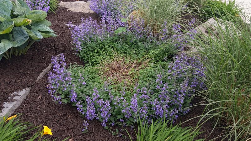 Cut Back Catmint After Its Main Bloom Cut Back Catmint After Its Main Bloom