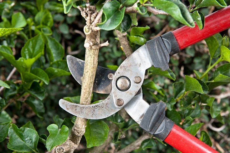 Cut Back Dense Vegetation Where Adults Hide Cut Back Dense Vegetation Where Adults Hide