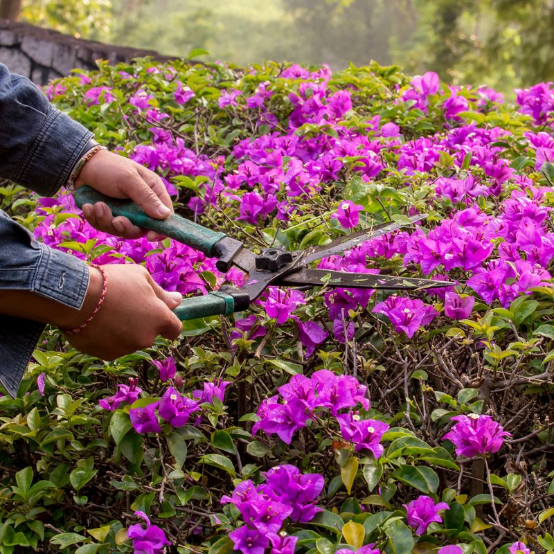 Cut Back Long Shoots To Support New Blooms Cut Back Long Shoots To Support New Blooms