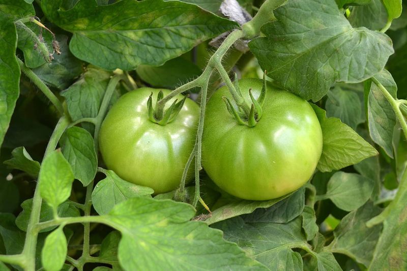 Cut Back On Excess Watering