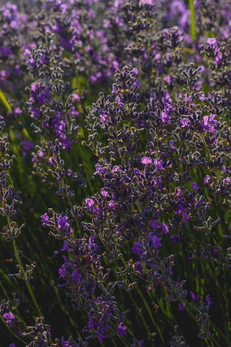 Cut Back Watering Immediately