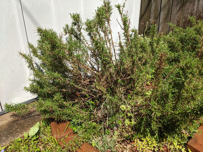 Cut Back Woody Stems Before They Build Up