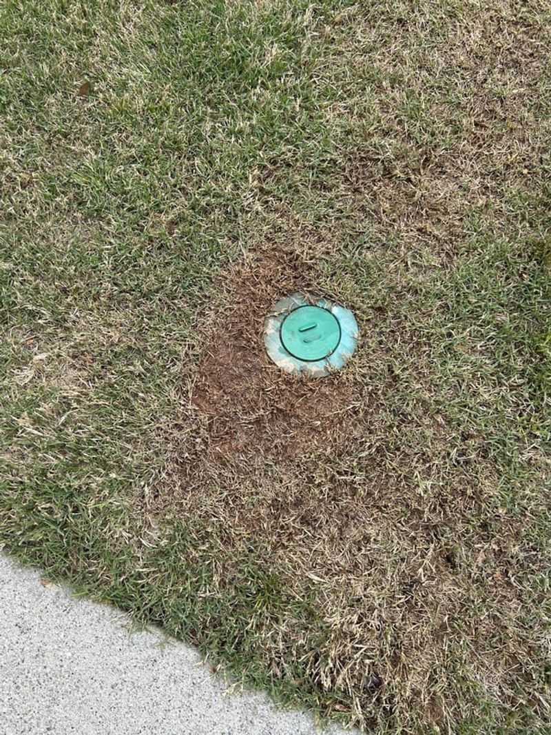 Cut Bermudagrass Short Just Before The Seed Goes Down
