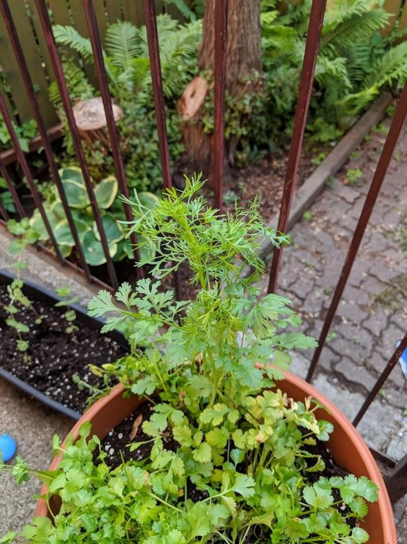 Cut Cilantro Before Heat Pushes It To Seed Cut Cilantro Before Heat Pushes It To Seed