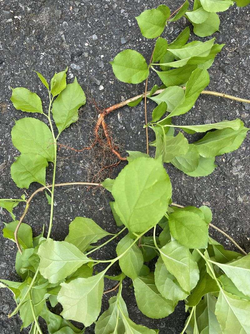 Cut Climbing Vines Before They Add More Weight Cut Climbing Vines Before They Add More Weight