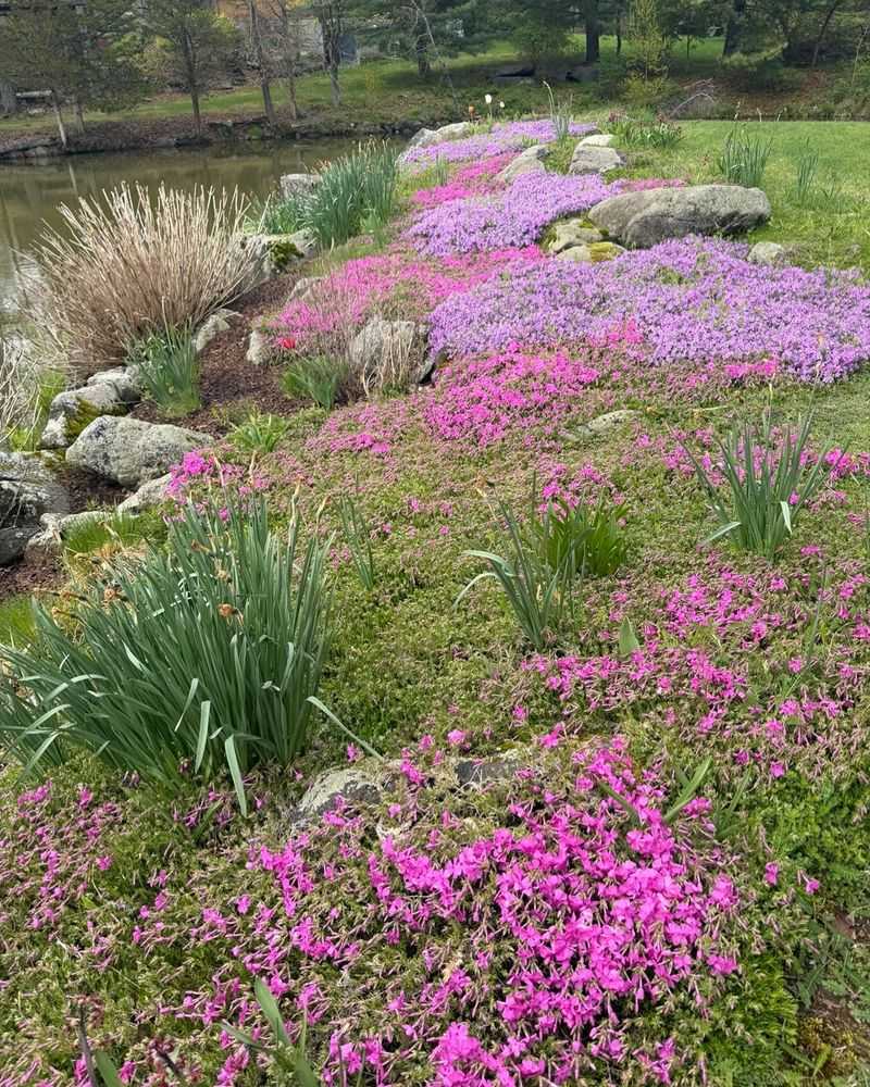 Cut Creeping Phlox After It Finishes Blooming Cut Creeping Phlox After It Finishes Blooming