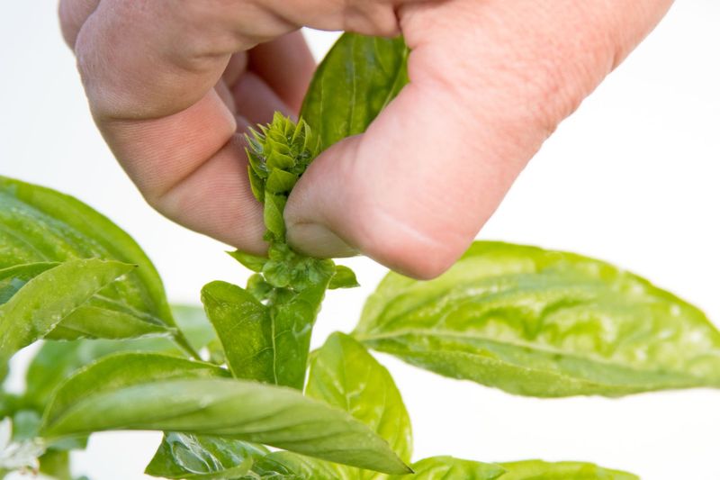 Cut Each Stem Above A Healthy Leaf Pair Cut Each Stem Above A Healthy Leaf Pair