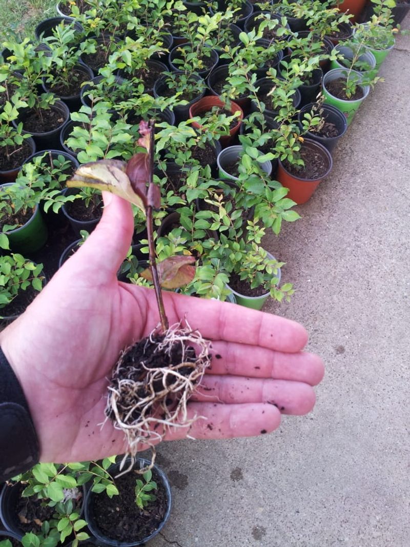Cut Each Stem Just Below A Leaf Node Cut Each Stem Just Below A Leaf Node