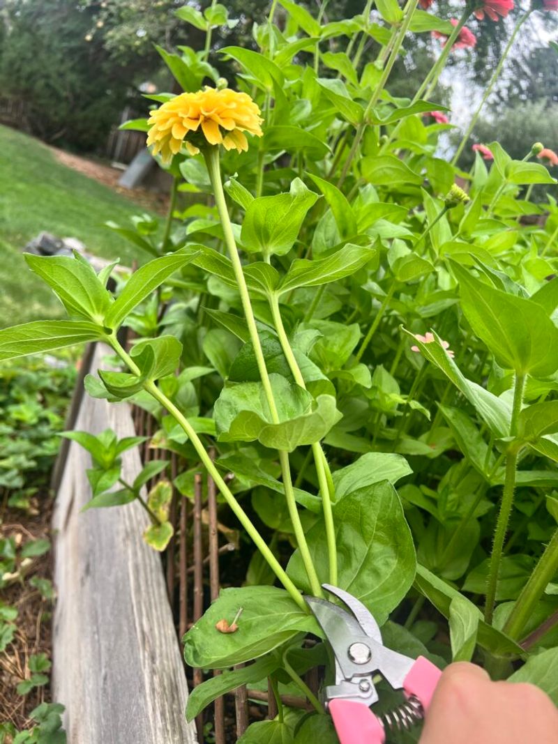 Cut Faded Flowers Before They Start Putting Energy Into Seed Cut Faded Flowers Before They Start Putting Energy Into Seed
