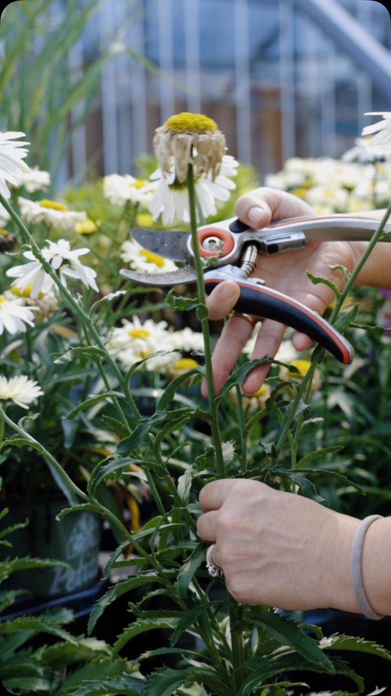 Cut Finished Flower Stems Back