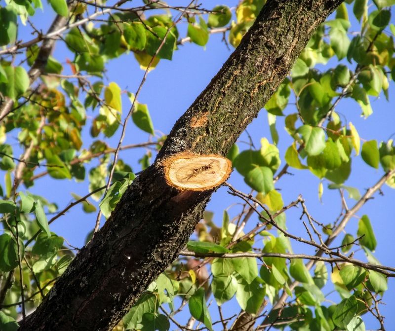 Cut Just Outside The Branch Collar, Not Flush Cut Just Outside The Branch Collar, Not Flush