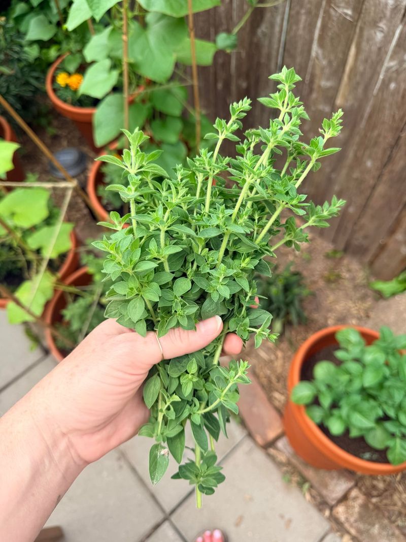 Cut Oregano Before The Hottest Stretch Cut Oregano Before The Hottest Stretch