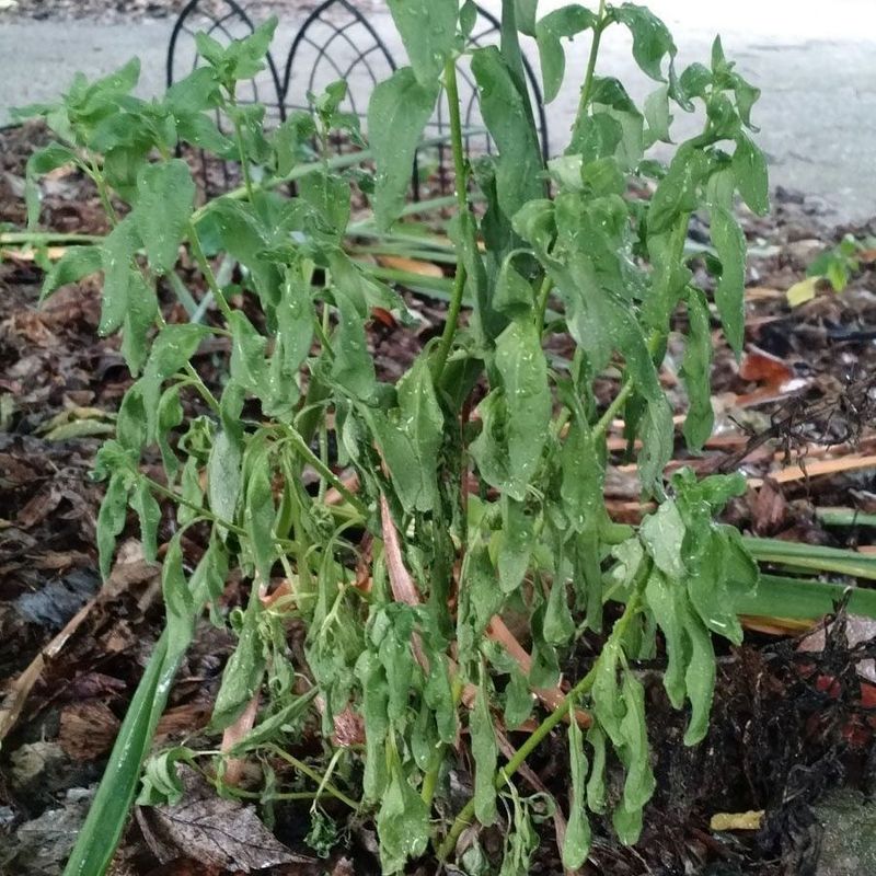 Cut Out Withered Stems That Can Hold Moisture
