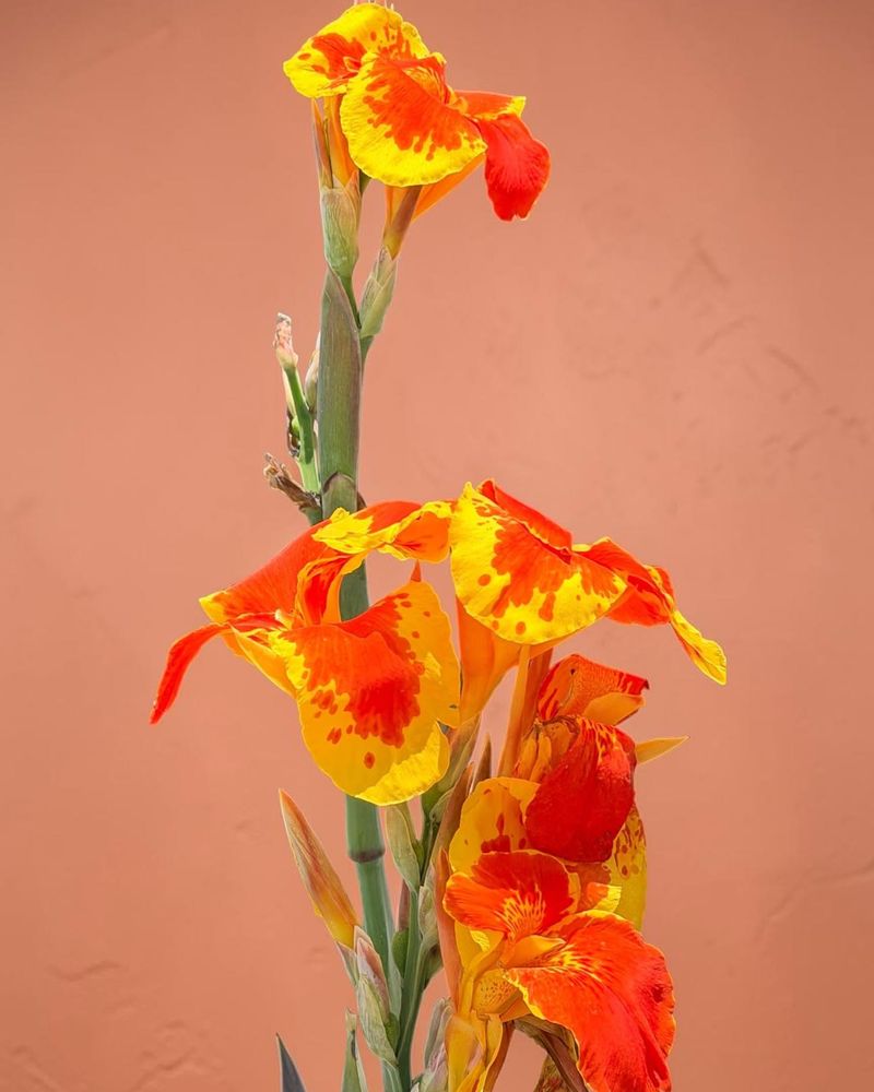 Cut The Stems Back