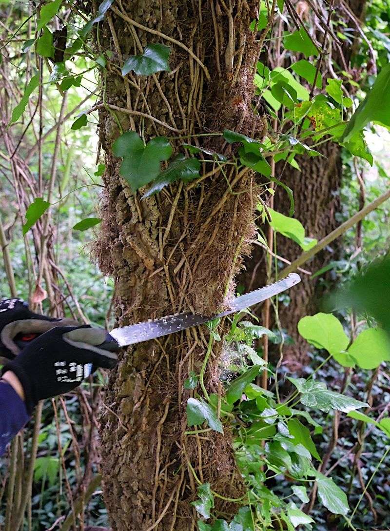 Cut Tree Vines Instead of Pulling Them Cut Tree Vines Instead of Pulling Them