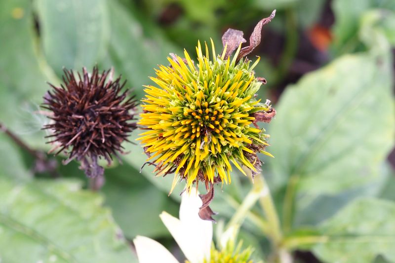 Cut Whole Seed Heads With Scissors Cut Whole Seed Heads With Scissors