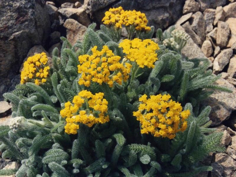 Cut Woolly Yarrow Back After Flowering Cut Woolly Yarrow Back After Flowering