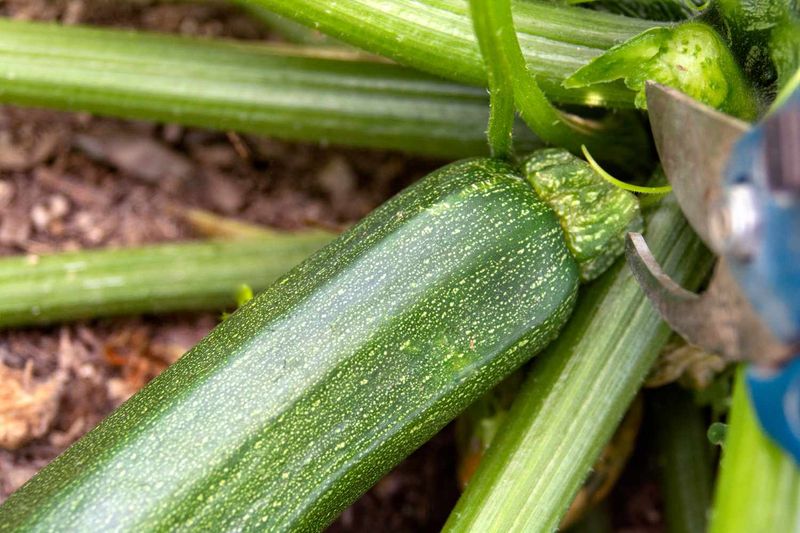 Cut Zucchini Carefully Instead Of Tugging At The Plant Cut Zucchini Carefully Instead Of Tugging At The Plant